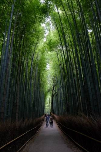 Arashiyama, Kyoto, Japan - XF 16mm