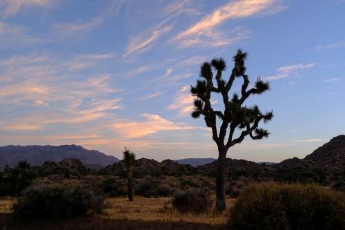 Joshua Tree National Park, CA - X100F