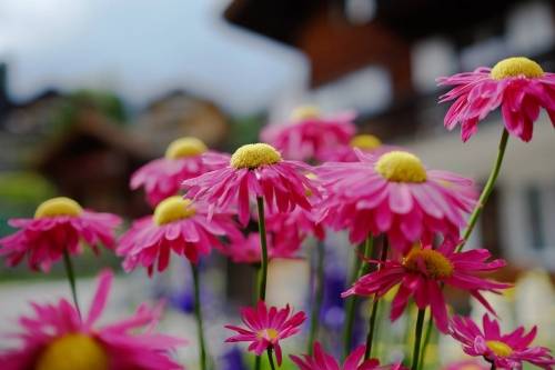 Mürren, Switzerland